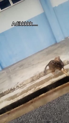 Playful Brown Dog Running in Outdoor Setting