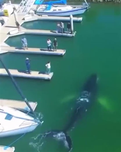 AI and Telepathic Communication: Could AI enable direct mind-to-mind communication?The idea of communicating directly from