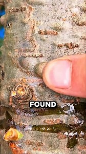 27K views · 46 reactions | The Hidden Treasure of Balsam Fir: More...