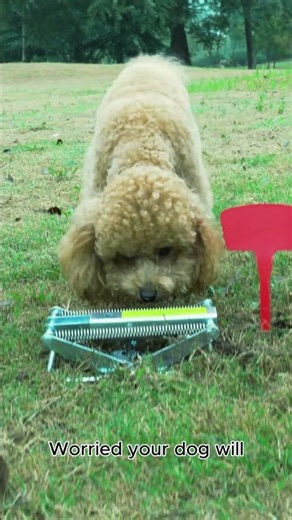 Pet Safe & 100% Poison-Free! The Ultimate Mole Trap #pestcontrol #moletrap #lawncare #petsafety