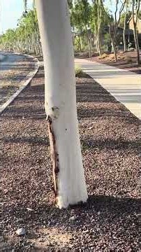 Leaf Blowers And Decorative Rock - Buckeye Arizona