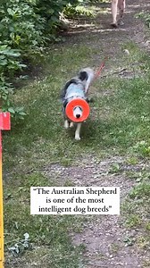 108K views · 934 reactions | Do you agree?? | Best of Aussies Doing Things | Facebook