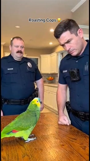 78K views · 4.9K reactions | Funny talking with Parrot 列  #talkingparrot #funny | Parrot Comedy Show | Facebook