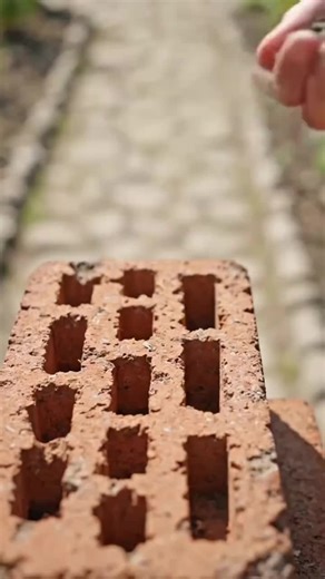 Discover the Beauty of Frozen Queen Calla Lily and Cornflowers