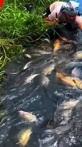 14K views · 25 reactions | When the dan eas openen the fish were flooded immedietely #hunting #viral #fishing #viralvideo #bigfish #trending | Viral Fishing Vlogs | Facebook