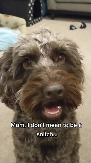 Hilarious Cockapoo Jumping Compilation