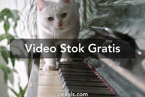 Video Kucing Lucu