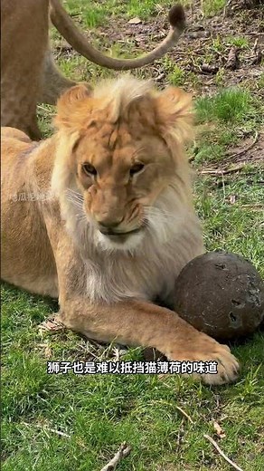 猫薄荷会让猫咪心情愉悦，对其他动物也有作用！