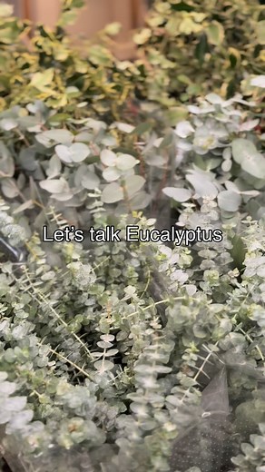 2K views · 3.7K reactions | Eucalyptus 101 — your guide to the most...