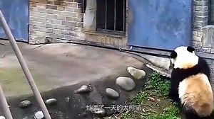 大熊猫听到奶爸喊“下班了”，立马关门谢客，网友：成精了