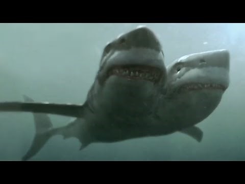 2-Headed Shark Attack [2012] - 2 Headed Shark Attack Screen Time