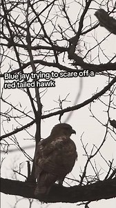 Blue Jay INSANITY #bluejay #birding #hawk #viral #shorts #wildlife #photography #animals #birds