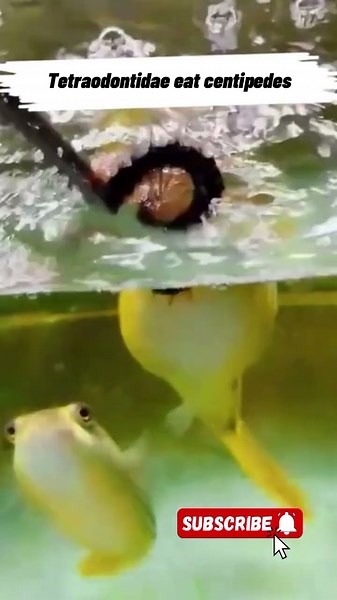 Wow Tetraodontidae eat centipedes
