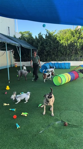 It’s the weekend!! And our doggies are happy enjoying our~20K sq.ft. indoor/outdoor state of the art facility, where they can run free, play with other dogs in the parks, have a splash at our pool and afterwards relax in our air conditioned indoor parks🐶🍃 #parati #fypシ゚viral #foryoupage #pethotelmiami #dogboardingmiami