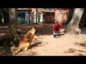 dressage berger belge malinois 2014