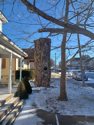 Natural Hardwood Log Bird Feeder - Etsy UK