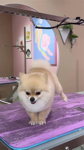 3.3K views · 220 reactions | lets see if he can parallel park #pom #funnydogs #dogs #dogsbylogan #pomeranian #reel #viralreels #reelviral #reelvideo #foryoupage #fyp #dogslovers #petlover #dogsgrooming | Dogsbylogan Fam | Facebook