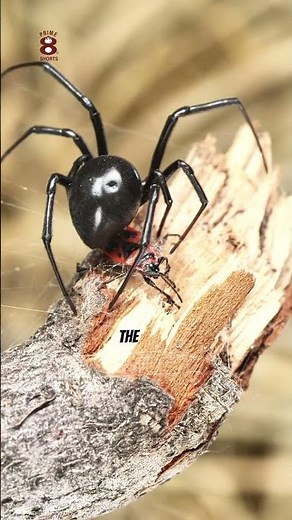 Fatal Attraction: The Black Widow's Deadly Mating Dance #nature #blackwidow #matingrituals