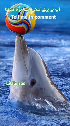 💙🥰"Adorable&Friendly Shark Moments That Will Melt Your Heart| Cute Shark Behavior Caught on Camera!"