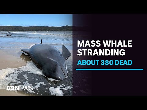 About 380 pilot whales dead after mass stranding on Tasmania's West Coast, 50 saved | ABC News