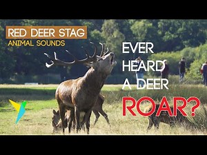 Sounds of Nature | Red Deer Roaring like a Lion in London Park - HQ Audio | Animal Noises