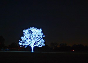 ~ Amazing Lighted Tree ~