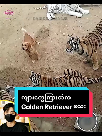 #dadidachannel #dog #doglover #tiger | dog