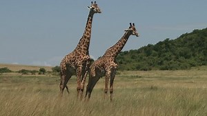 two male giraffes practicing homosexuality. * Description/Title/Caption: