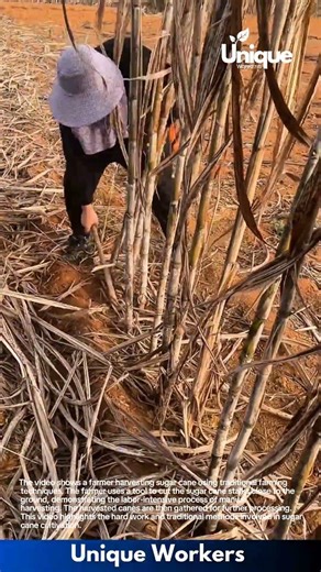 Manual Sugar Cane Harvest: Traditional Farming Methods