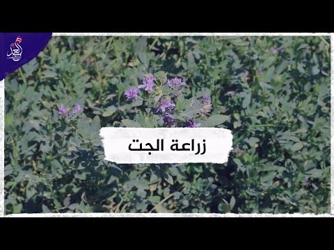 زراعة الجت في الموصل