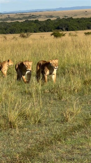 Maasai Mara's Great Rongai Pride Roars
