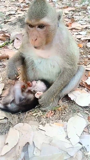 #The monkey's father grabs the monkey's butt to practice.#