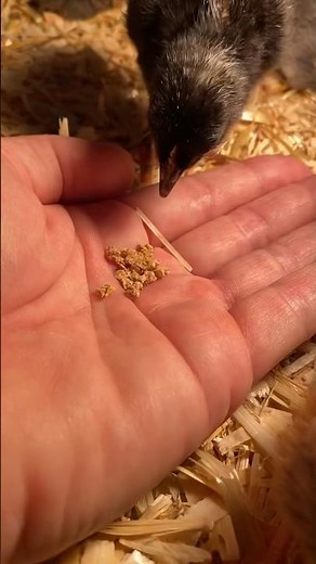 What is Imprinting in Baby Chicks?