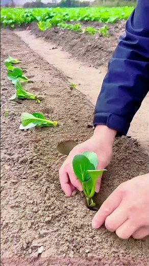 Spring in the Vegetable Garden: Step-by-Step Guide to Digging Holes for Seedlings