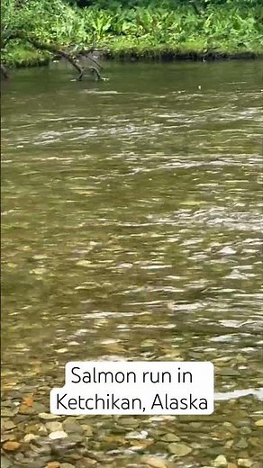 Epic Salmon Run in Ketchikan, Alaska! Nature’s Incredible Journey #SalmonRun #wildlife #alaska