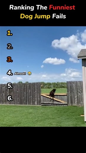 Ranking The Funniest Dog Jump Fails 😂🐶