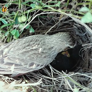 301K views · 3.9K reactions | Pipit bird carrying her dead baby from the nest | Review Bird Nest | Facebook