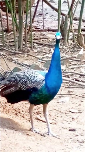 The❤️ peacock❤️ is standing in a royal pose! #viral #shorts