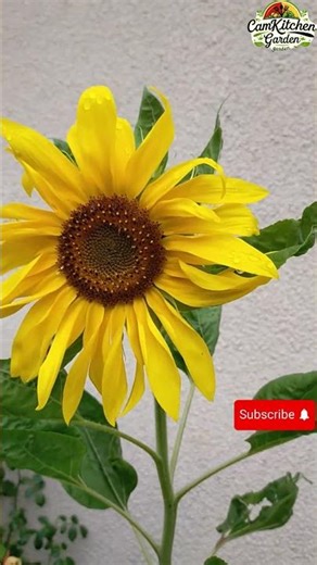 Sunflower Time-Lapse | Life of a Bloom #shortsfeed #youtubeshorts #ytshorts