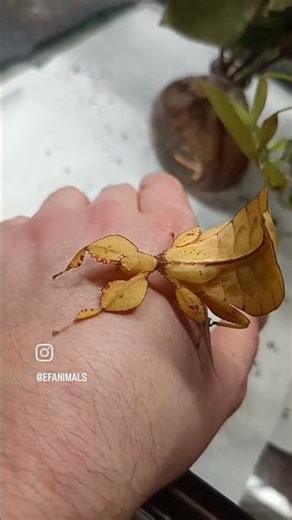 Sembra una foglia…Questo è Phyllium letiranti, un insetto foglia maestro del mimetismo!