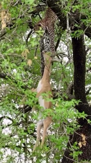 Leopard vs Gravity | Wild Survival Moment #wildlife #animals