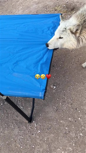 Camping with Wolves: A Night in Nature