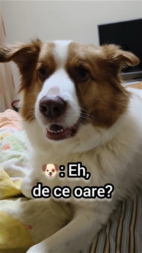 M-a făcut rău 🥺😔#shorts #suparat #sad #dog #funny #viral #trending #fyp #cute #youtubeshorts #love