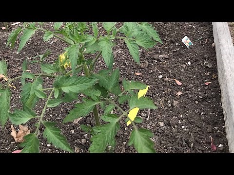 5 SIMPLE Ways to Prevent Early Tomato Blight Organically