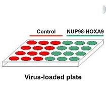 Video: Colony Forming Cell CFC Assay for Human Hematopoietic Cells