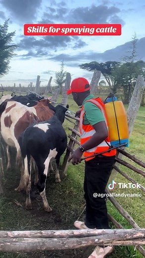 Effective Tick Control for Healthy Cattle