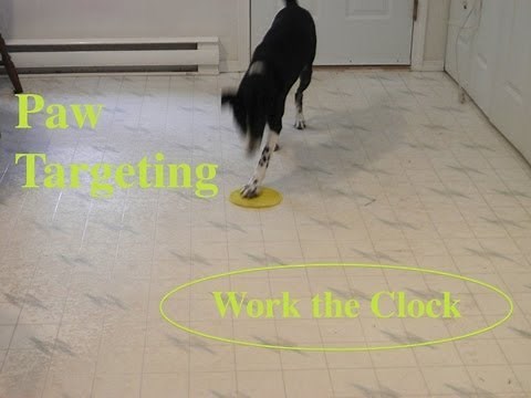 Basic Paw Target with Clicker Training #markertraining #clickertraining