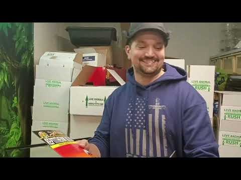 Enclosure Setup - Mexican Black Kingsnake