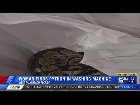 Florida woman finds python in washing machine