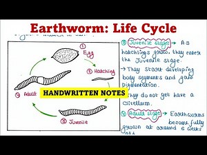 Earthworm | Life Cycle